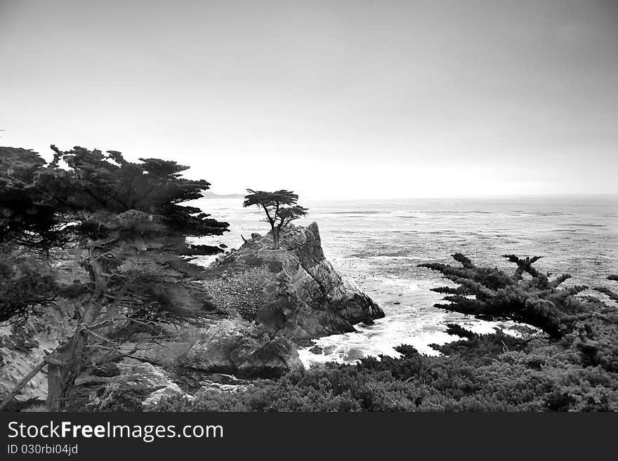 Lonely Pine At The 17-Mile Drive