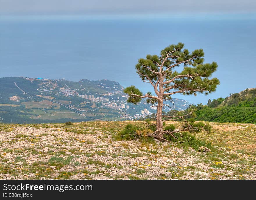 Lonely pine tree against black sea