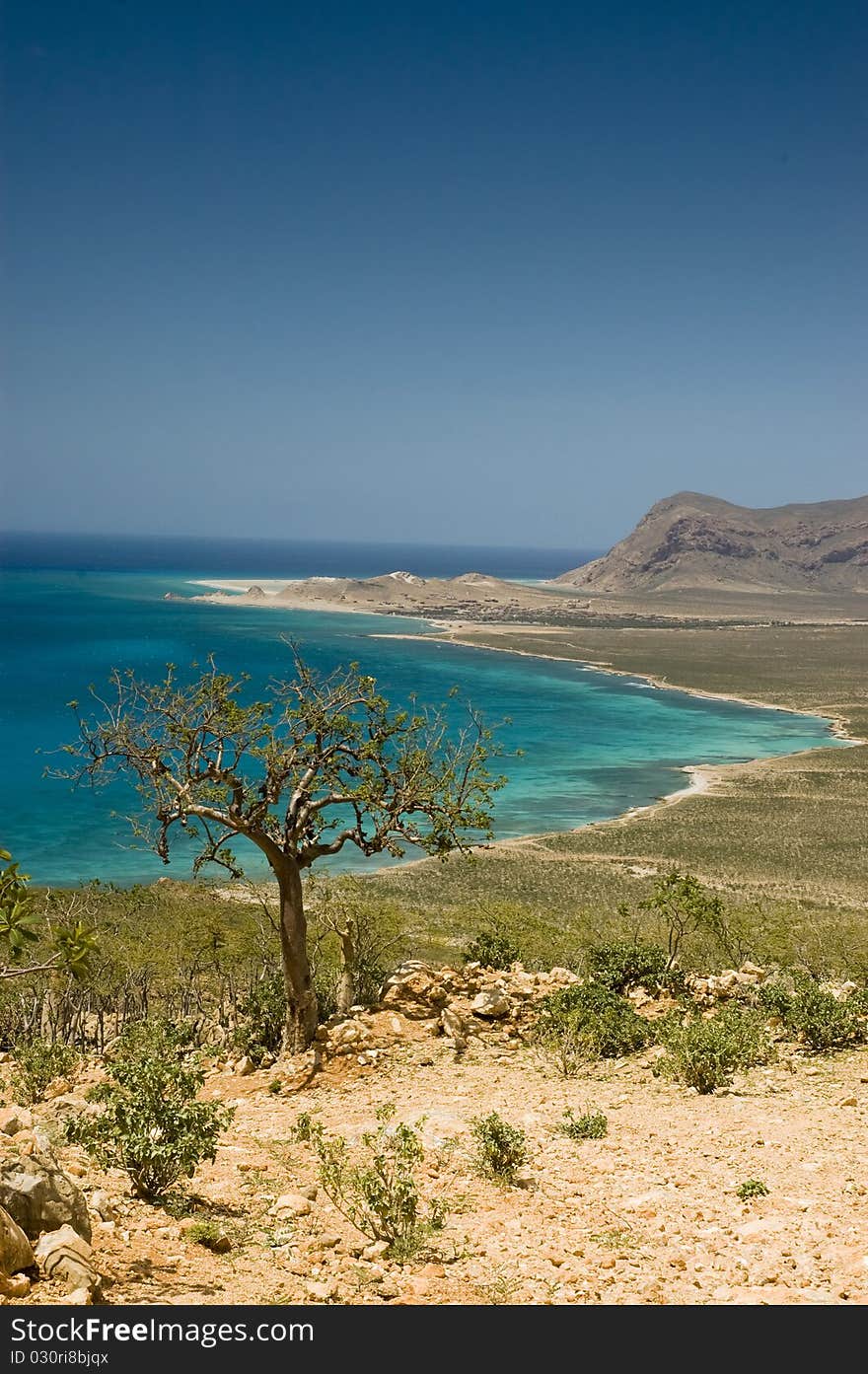 Tropical coast, beach with isolated trees. View of the Sea, Socotra, Yemen. Tropical coast, beach with isolated trees. View of the Sea, Socotra, Yemen