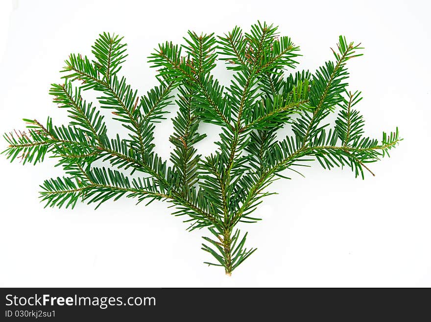 Fir branch