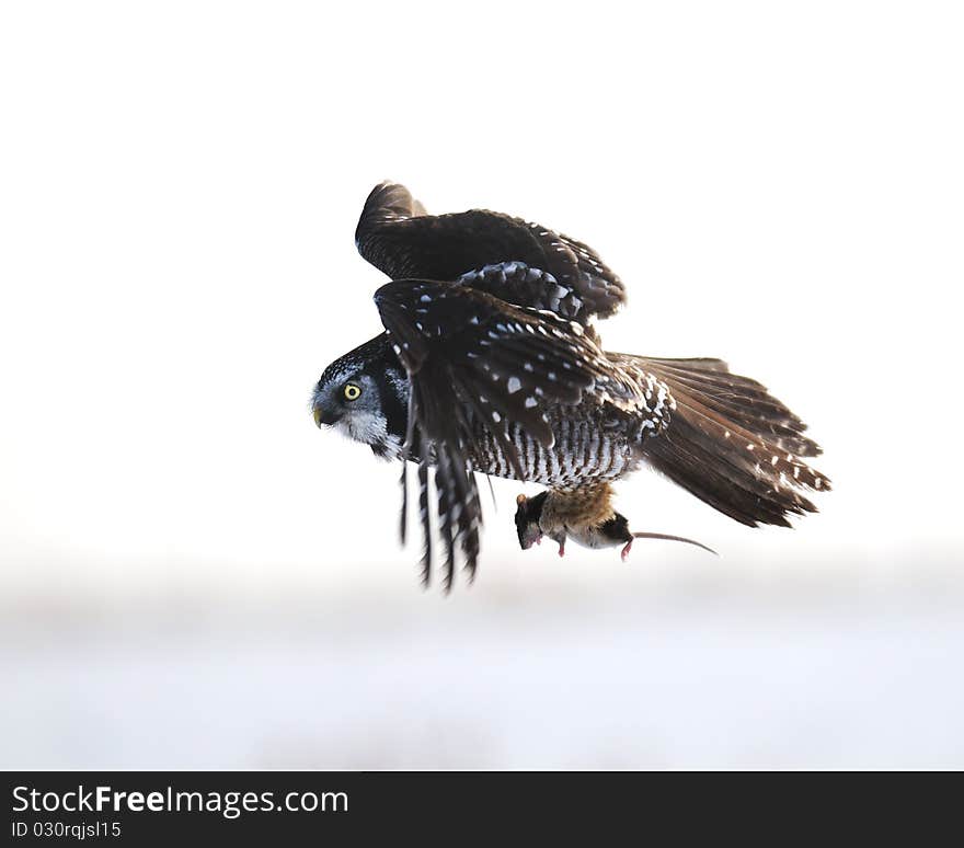 Northern Hawk Owl