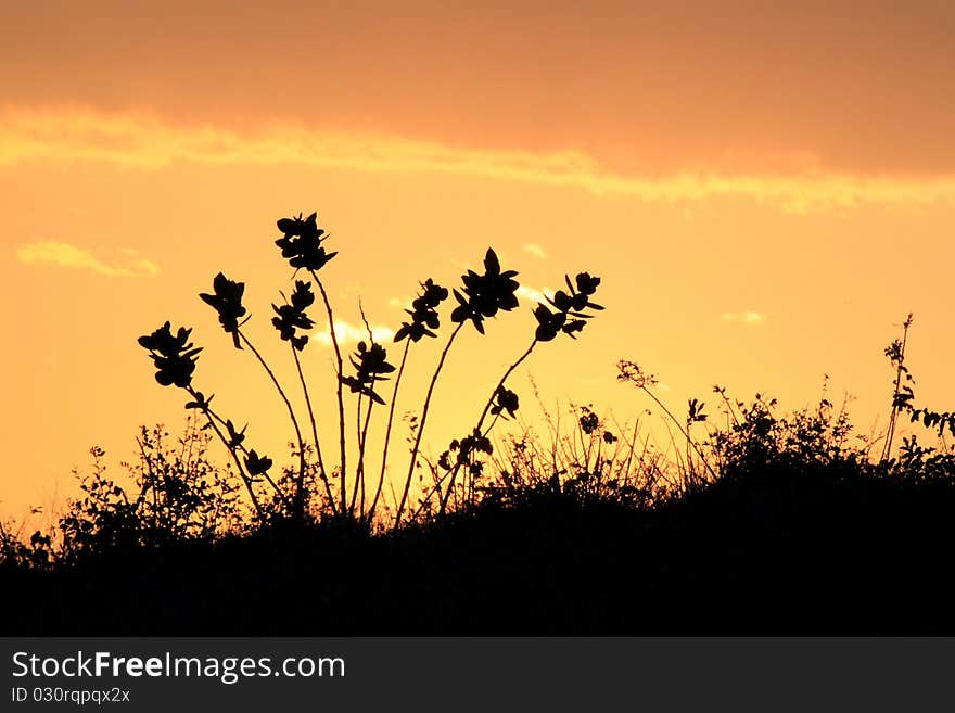 Orange sunset with silhoutte of shrubs. Orange sunset with silhoutte of shrubs