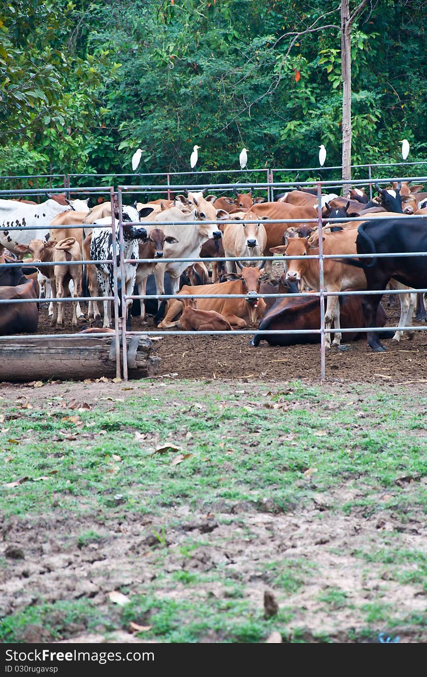 Thai cow farm