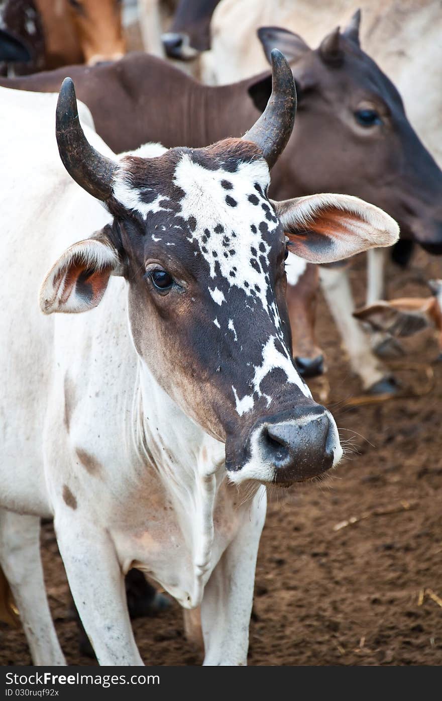 Thai cow