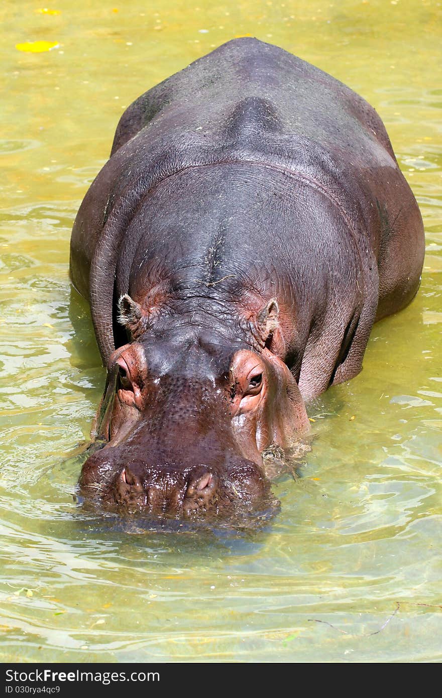 Hippopotomus Amphibius walking through shallow water. Hippopotomus Amphibius walking through shallow water