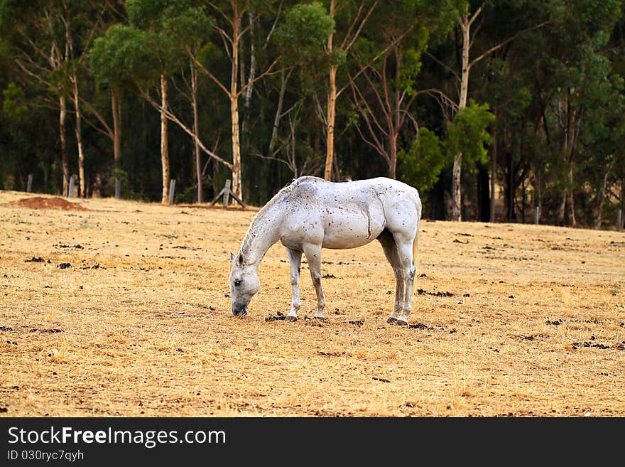 Horse Grazing on dry grass in sloped paddock. North Adelaide Parklands, Adelaide, Australia