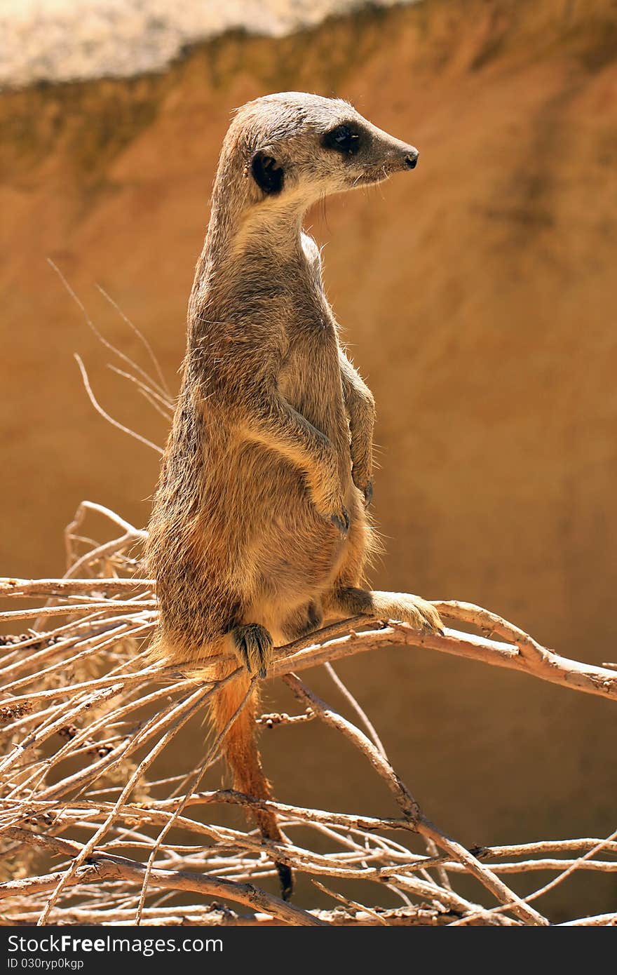 Meerkat (Suricate) standing upright as Sentry - Suricata suricatta