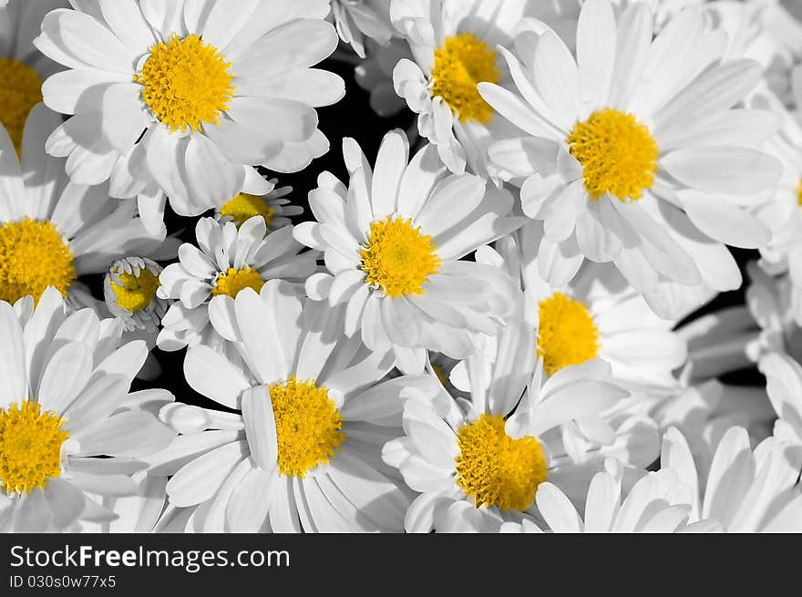 Pretty Daisies