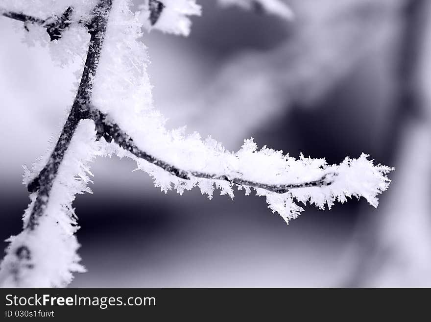 Fresh snow on tree branches. Fresh snow on tree branches