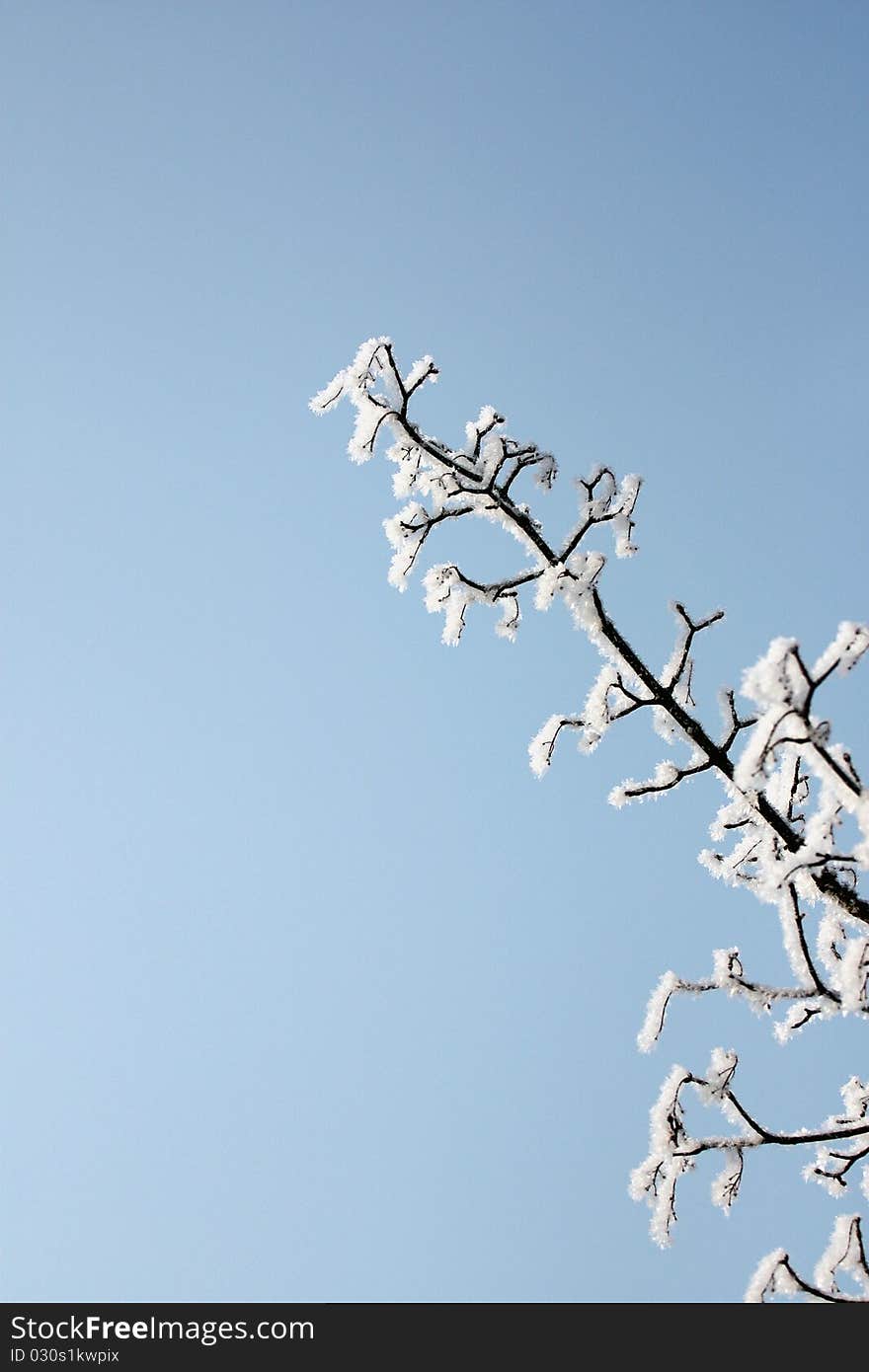 Fresh snow on tree branches. Fresh snow on tree branches