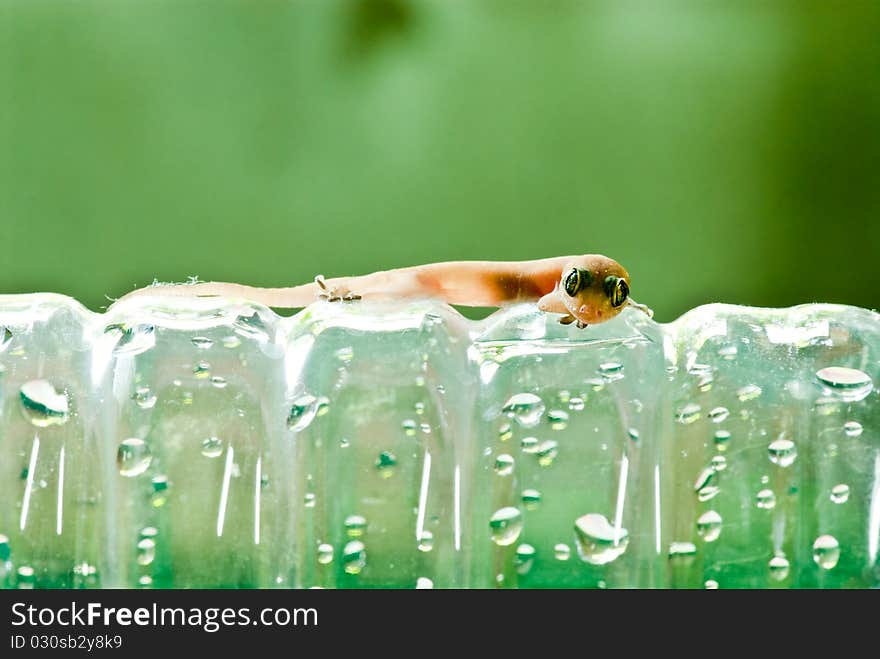 Closeup Of Little Lizard On Plastic Bottle