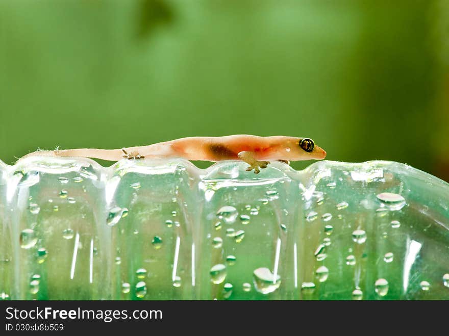 Closeup of little lizard on plastic bottle