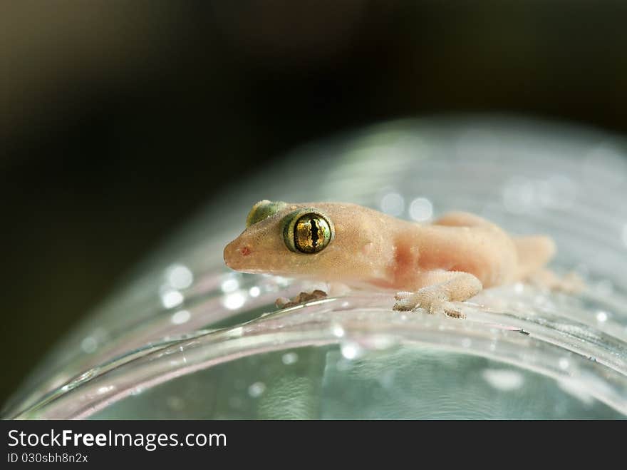 Closeup of little lizard on plastic bottle