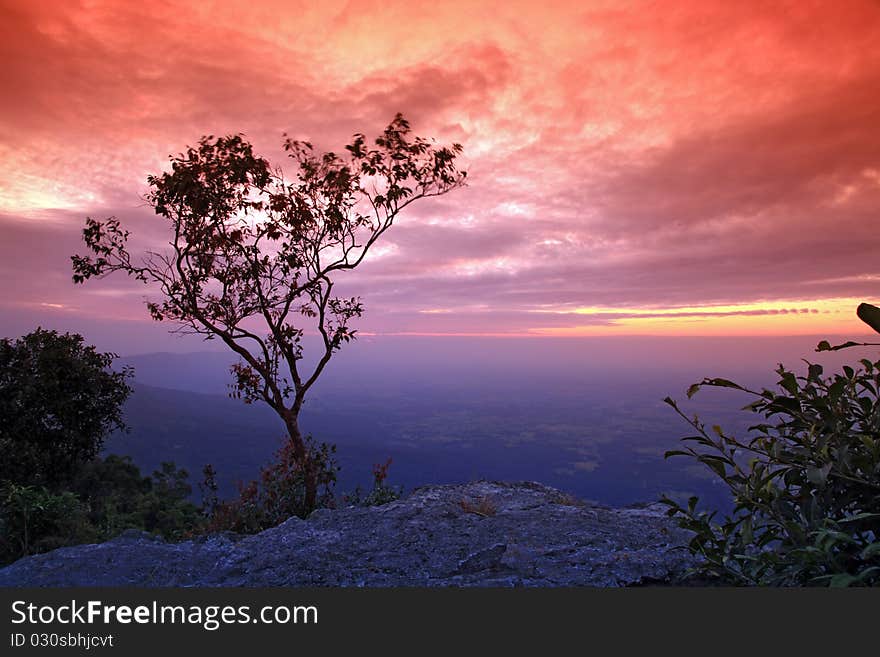 Silhouette of tree with beautiful sunset on cliff