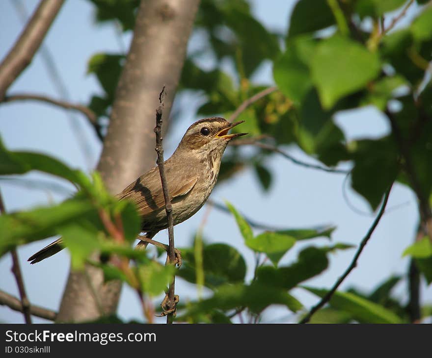 The millerbird sings in the middle of the green foliage of the bird cherry tree in Western Siberia. The millerbird sings in the middle of the green foliage of the bird cherry tree in Western Siberia.