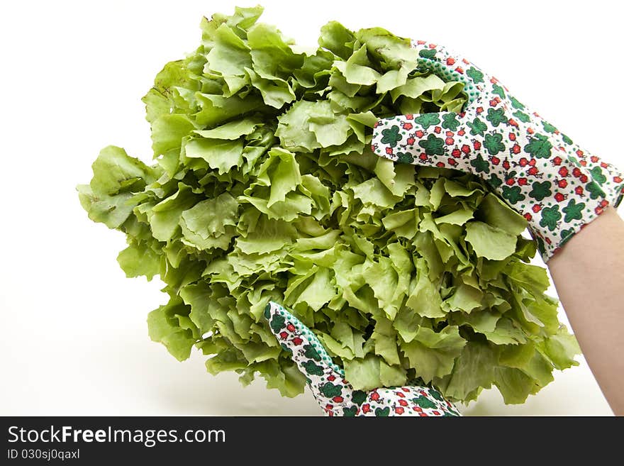 Endives salad in the hand