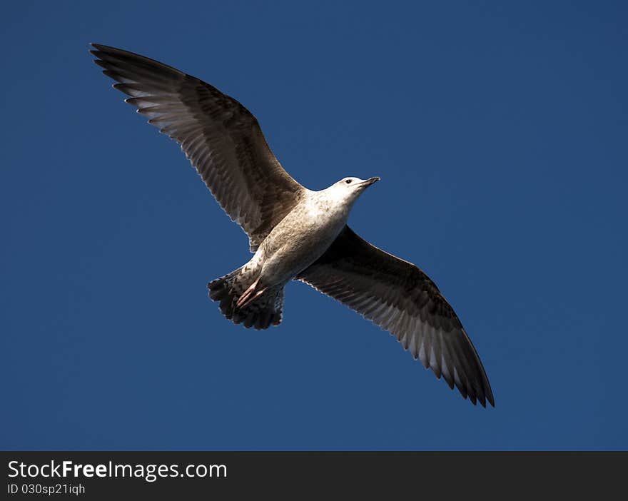 Seagull in Flight