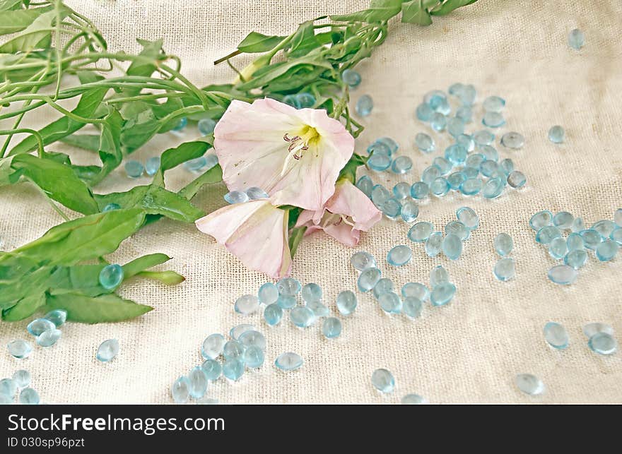 Flower of a bindweed against a linen fabric