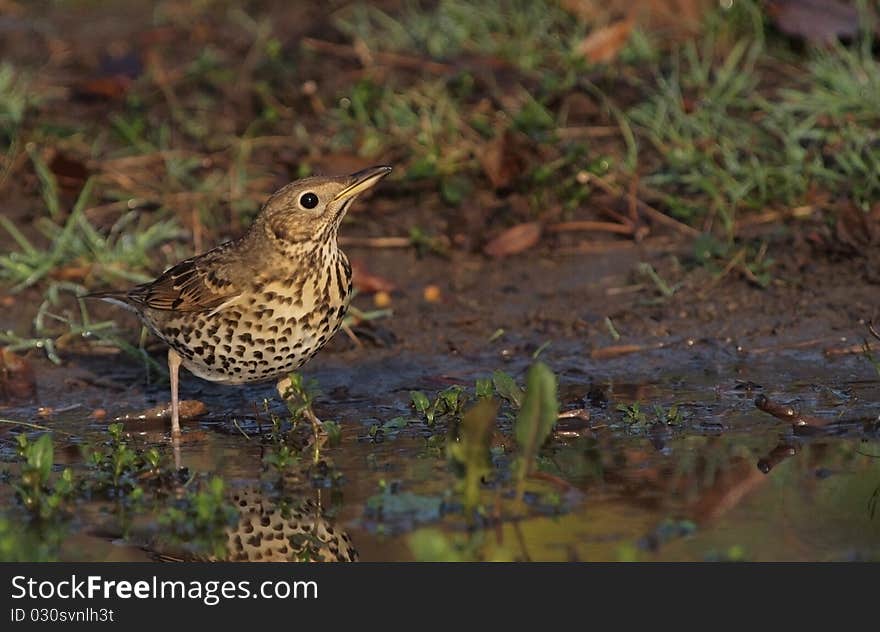 A Song Thrush drinking water from a small poll in a park. A Song Thrush drinking water from a small poll in a park.