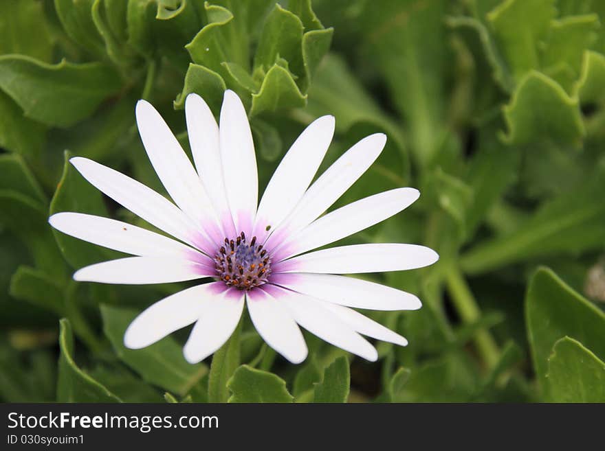 Marguerite