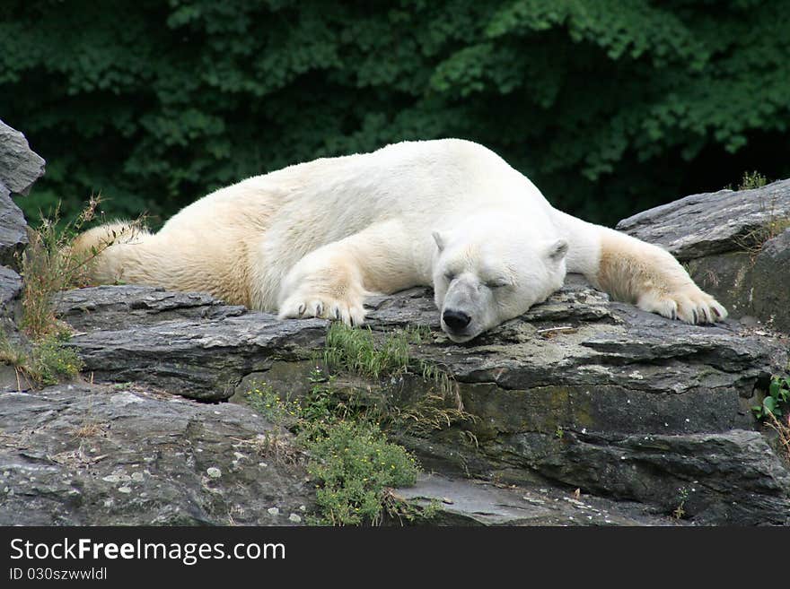 Polarbear sleeping on the ground. Polarbear sleeping on the ground