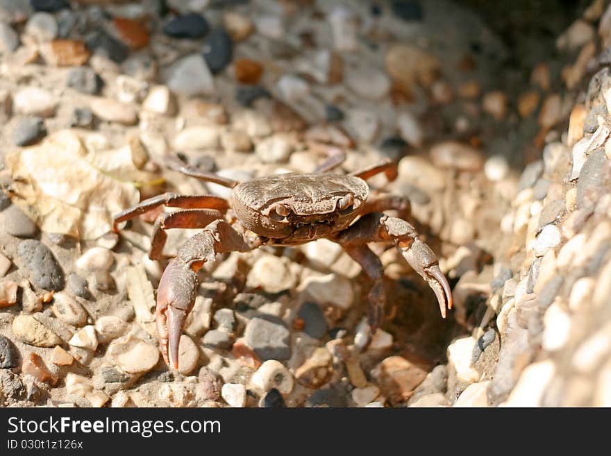 Crab sitting on stones near Jordan river. Crab sitting on stones near Jordan river