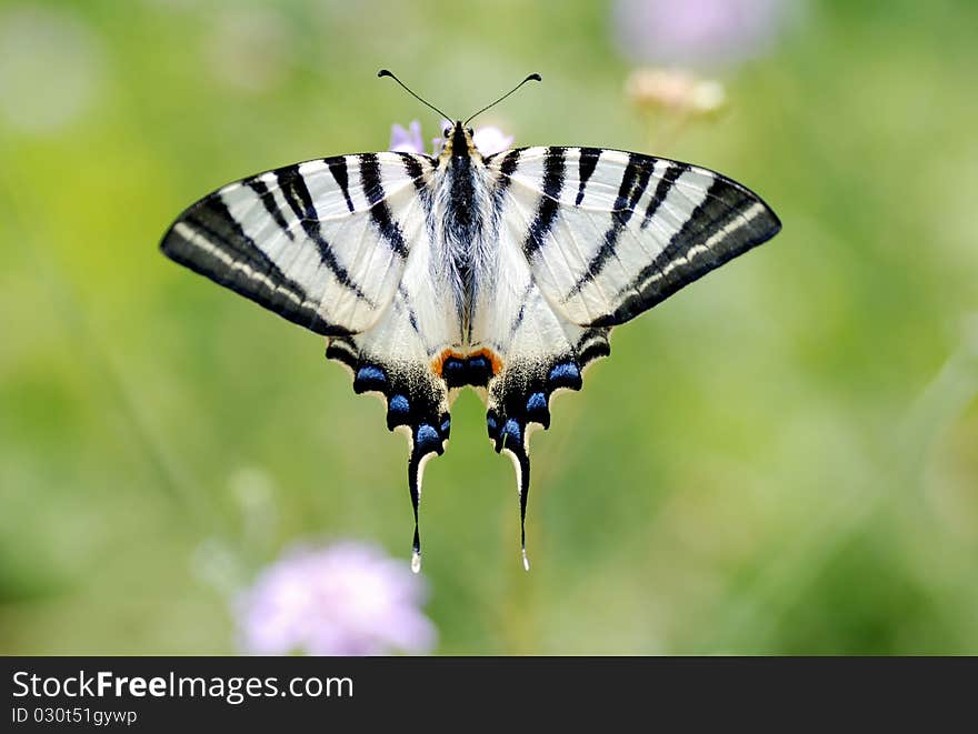 THE WHİTE AND BLACK BUTTERFLY