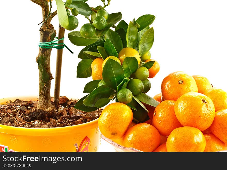 Indoor tangerine tree isolated on white background. Indoor tangerine tree isolated on white background