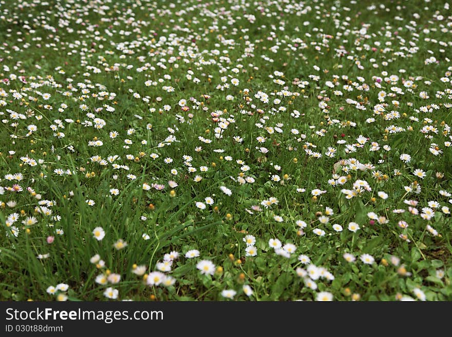 Spring flower daisy meadow