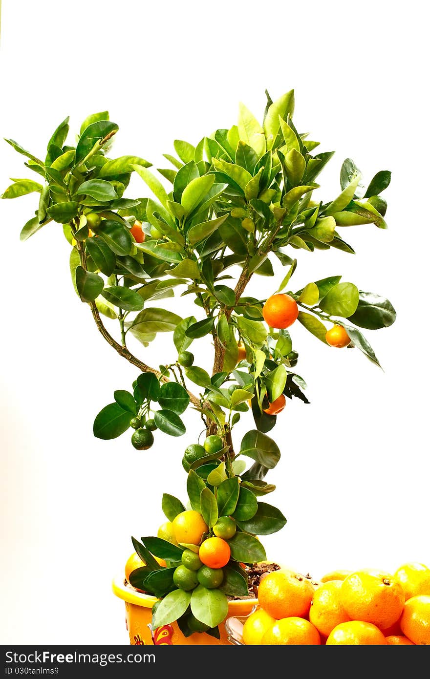 Indoor tangerine tree isolated on white background. Indoor tangerine tree isolated on white background