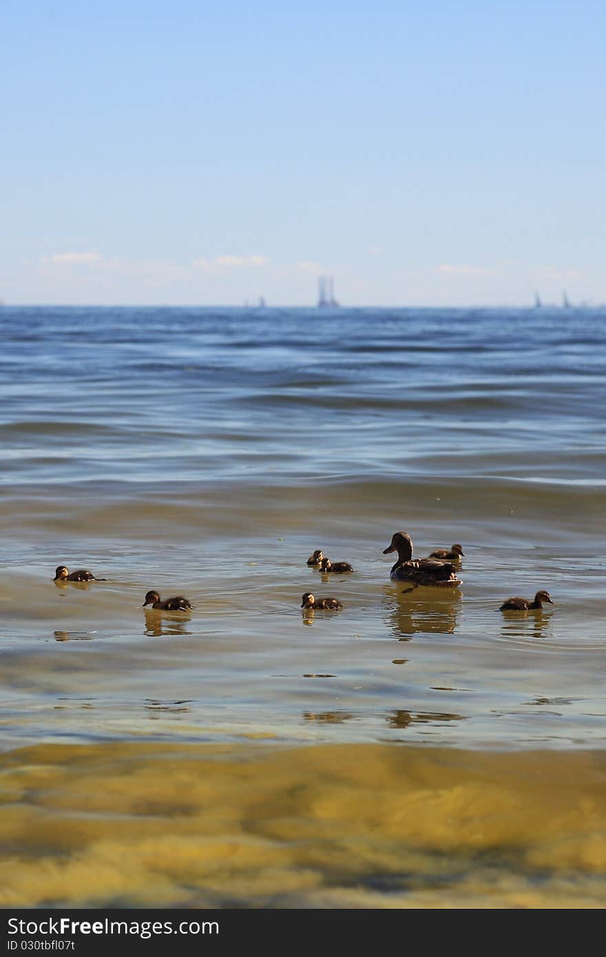 Wildlife Duck - Seaweed