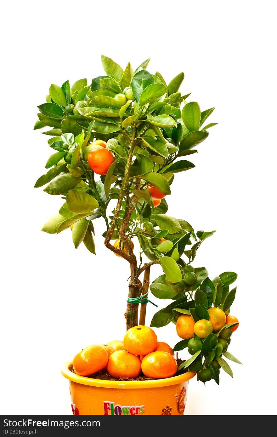 Indoor tangerine tree isolated on white background. Indoor tangerine tree isolated on white background