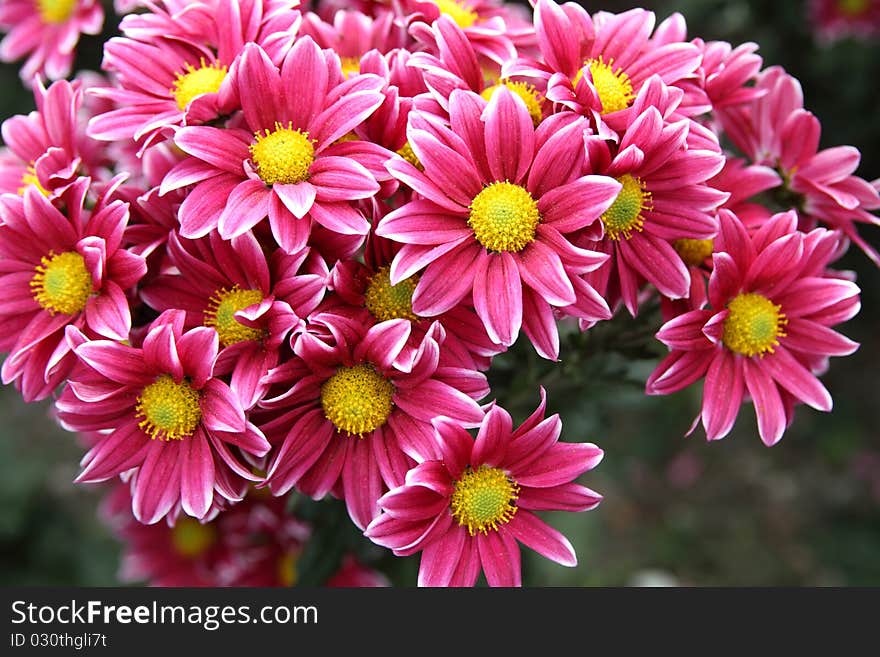 Autumn bright colored chrysanthemum flowers as background. Autumn bright colored chrysanthemum flowers as background