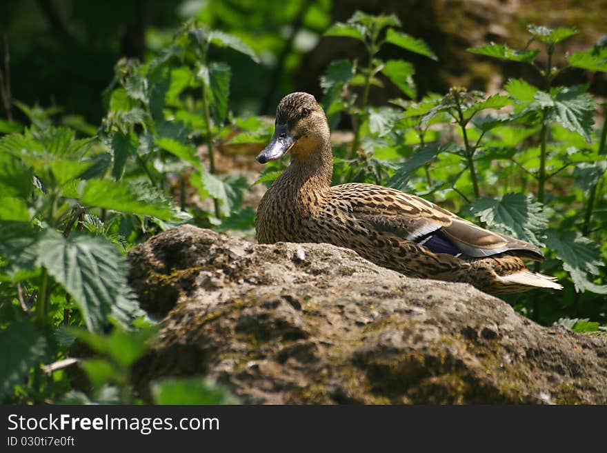 Mallard on a rock of the color of its plumage