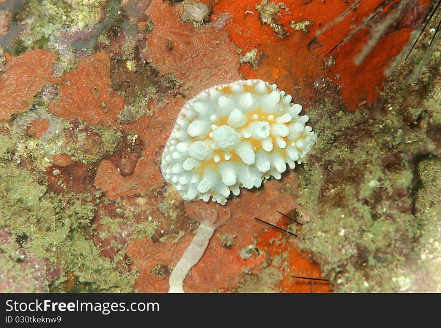 Yellow white spotted nudibranch