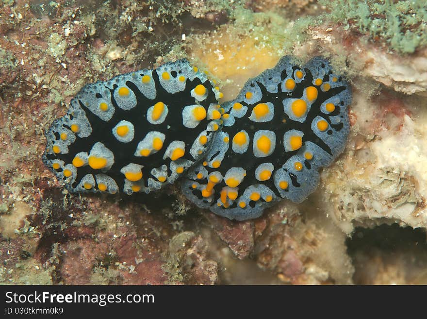 Twos beautiful yellow spotted nudibranch