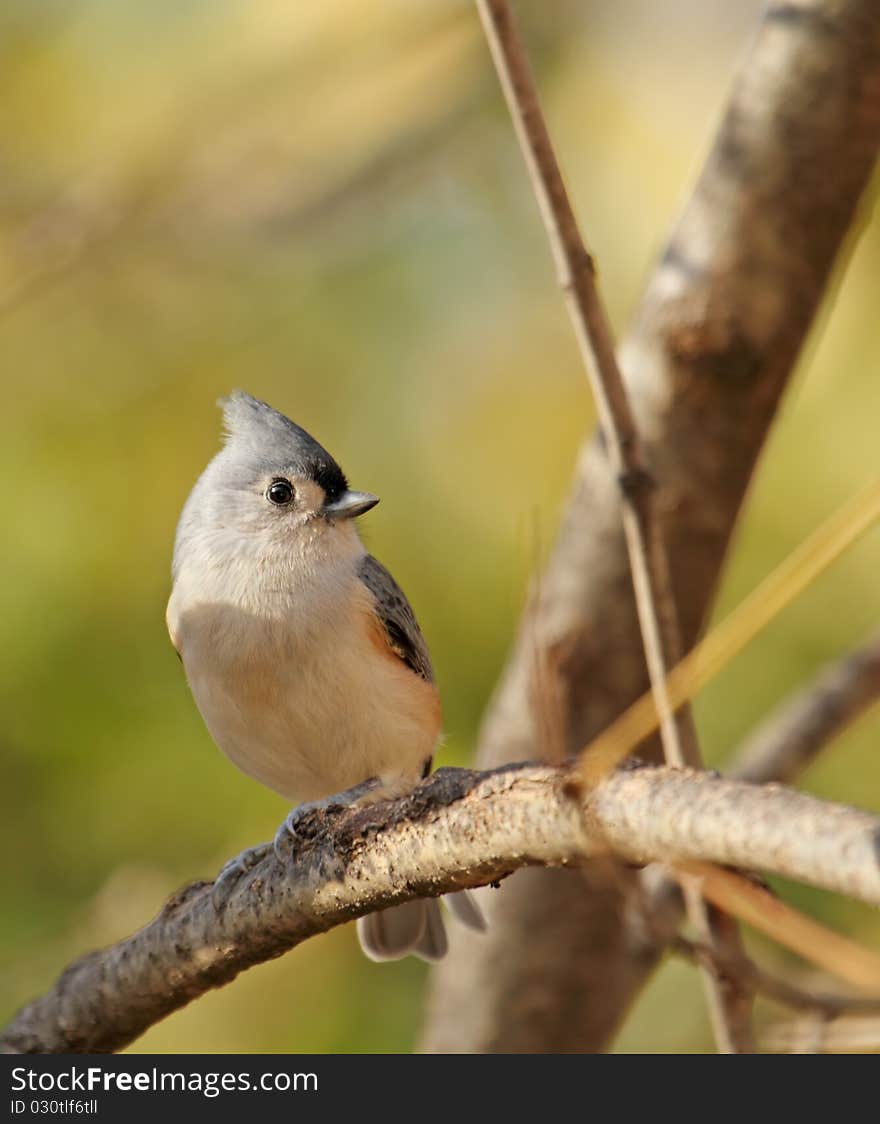 Tufted Titmouse, Baeolophus bicolor