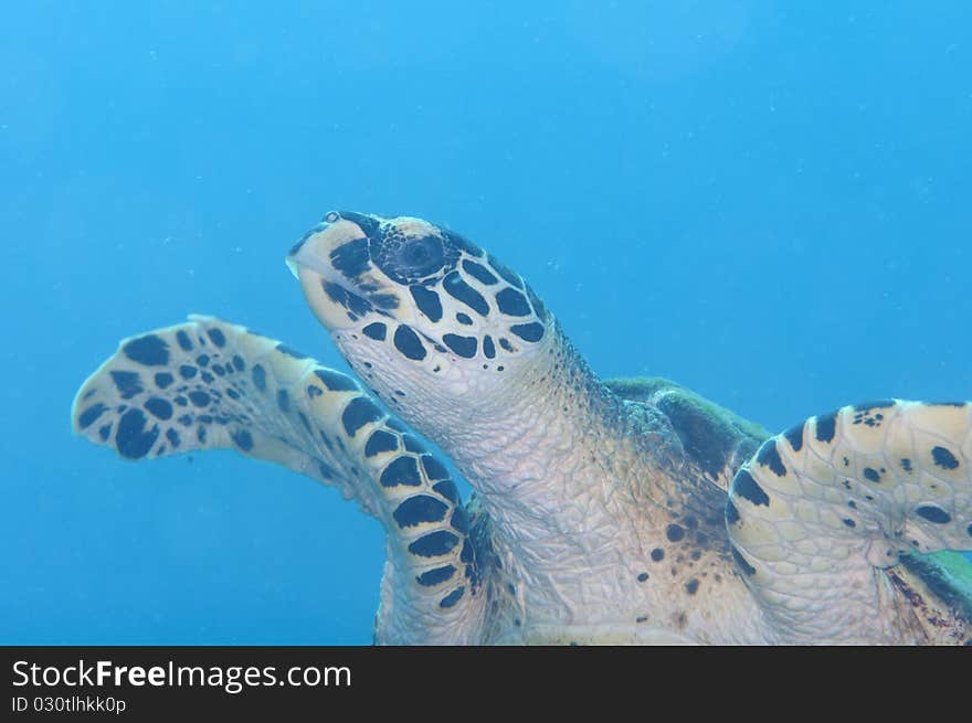 Nice turtle from kho tao in thailand. Nice turtle from kho tao in thailand.