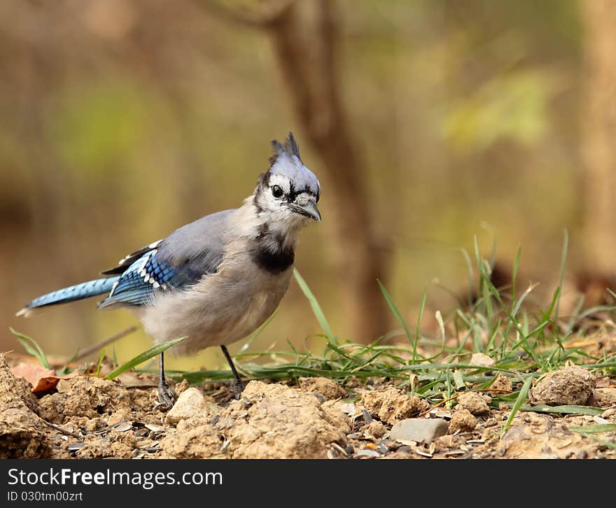 Blue jay, Cyanocitta cristata, walking on the ground