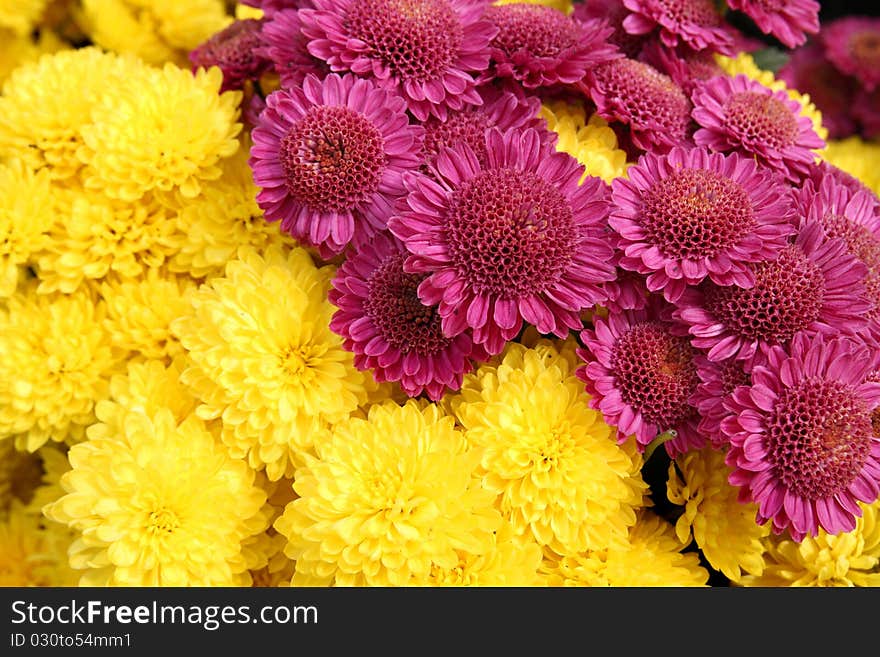 Group of bright chrysanthemum flowers as background. Group of bright chrysanthemum flowers as background