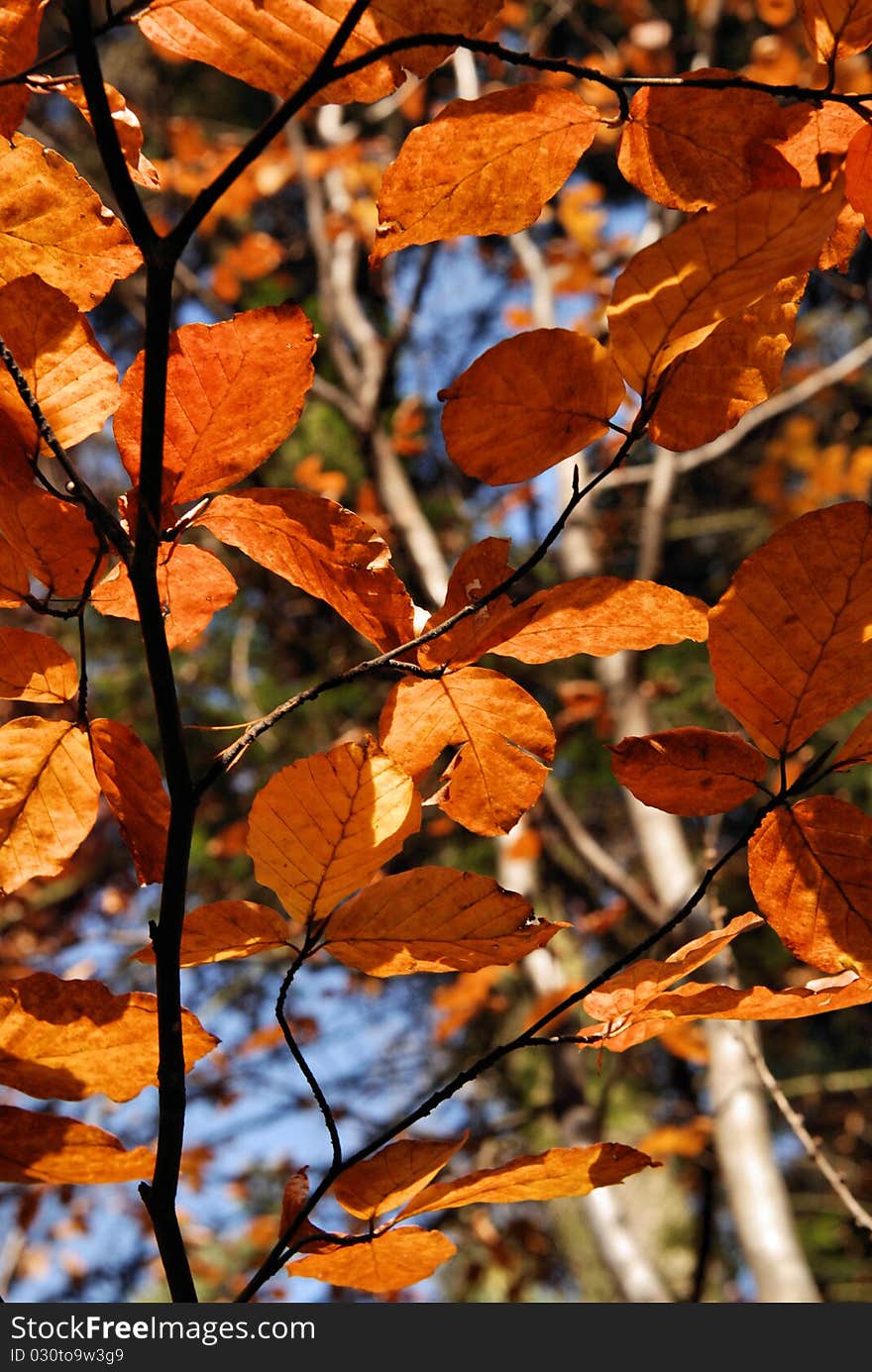 Autumn leaves in sun rays and blue sky