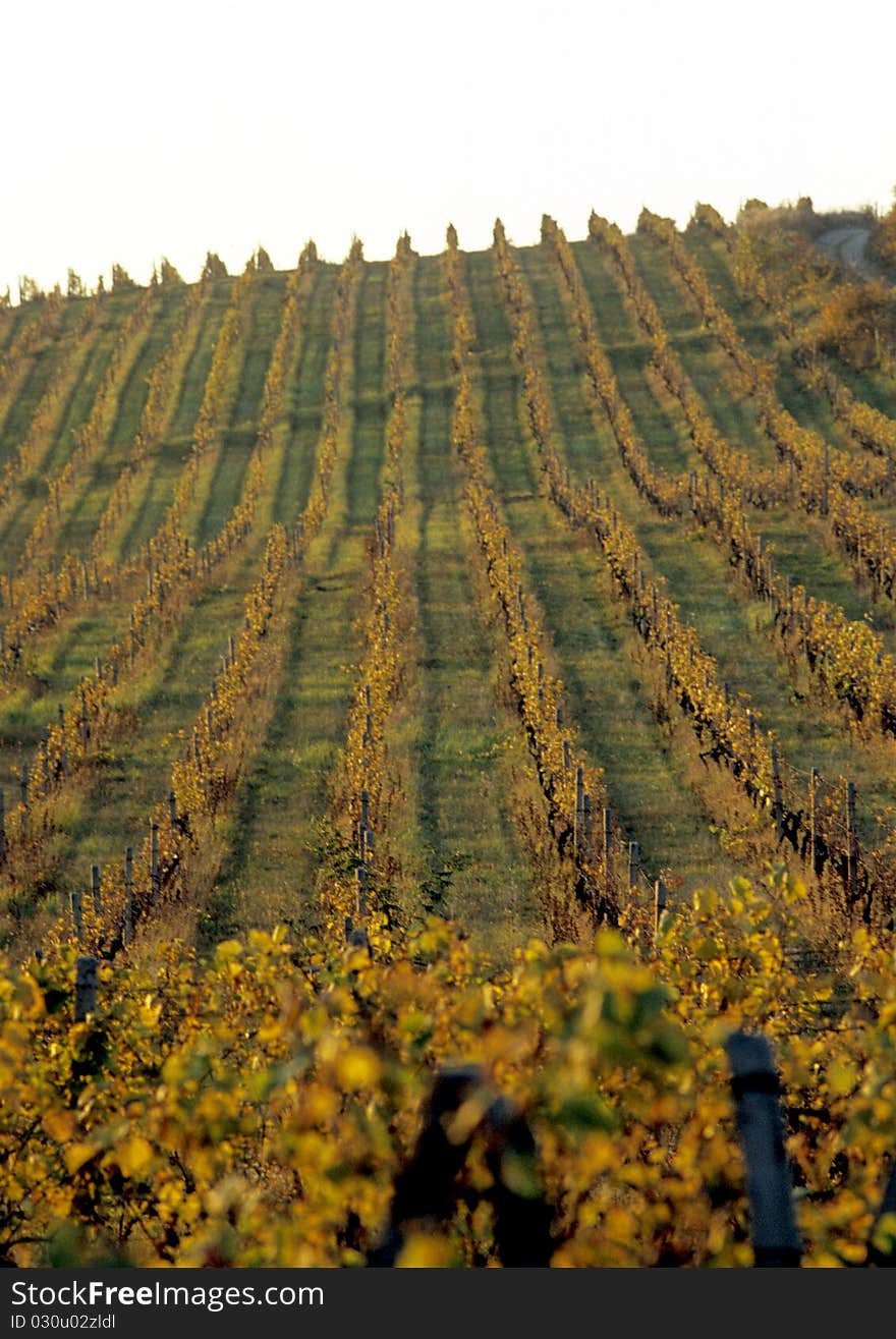 Vine rows in rumainia in the sunset. Vine rows in rumainia in the sunset