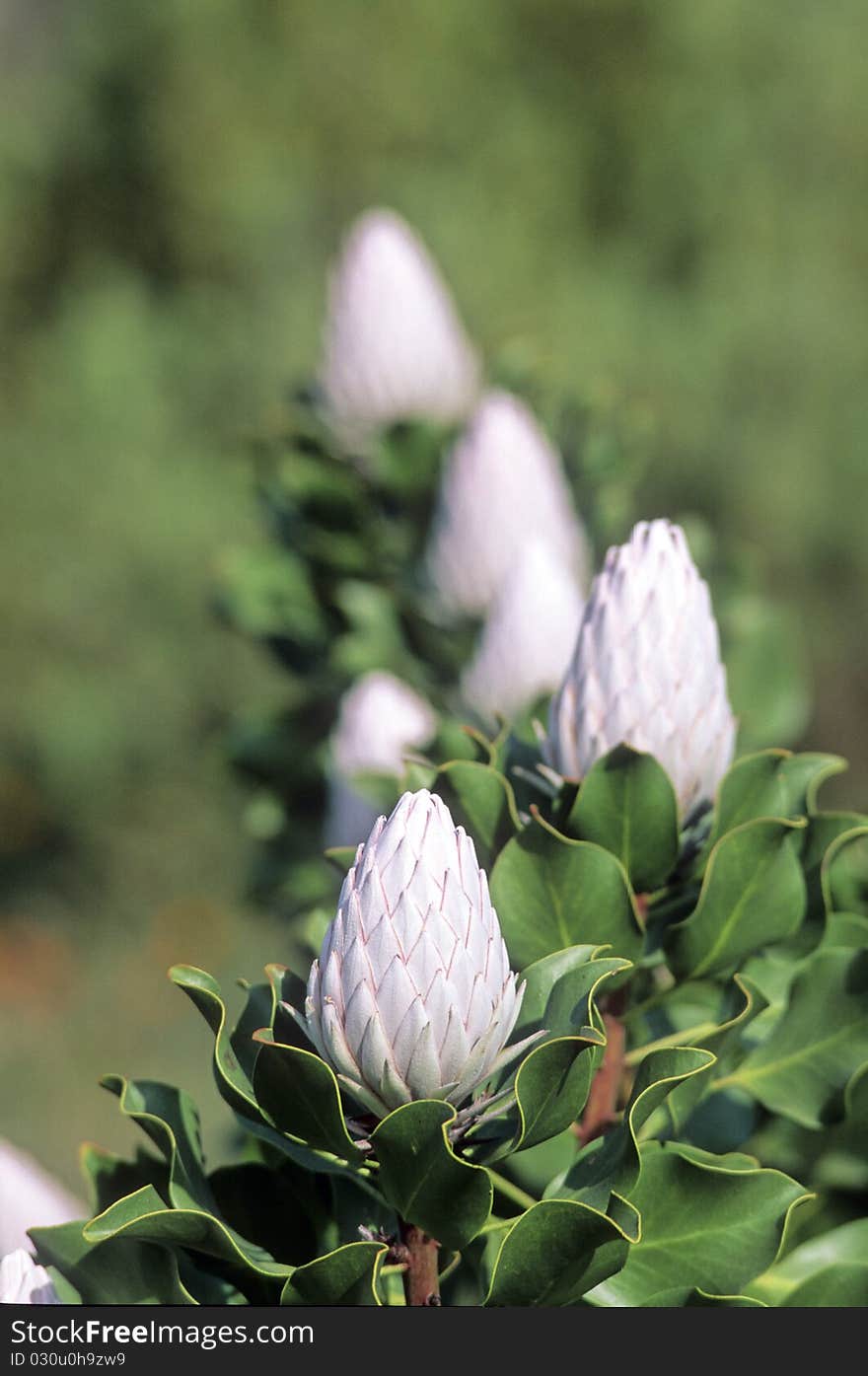 Closeup of a flower in south africa. Closeup of a flower in south africa.