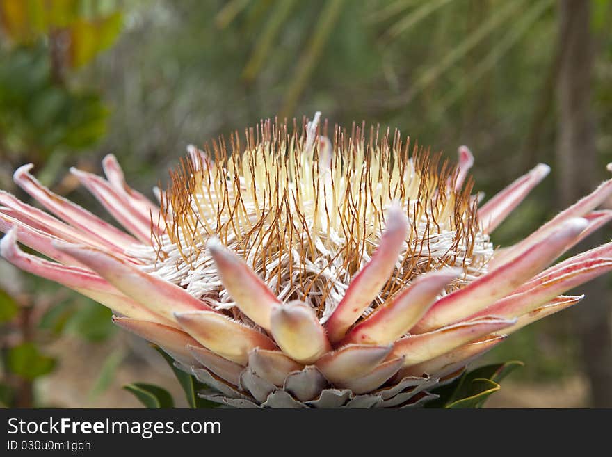 Closeup of a flower in south africa.