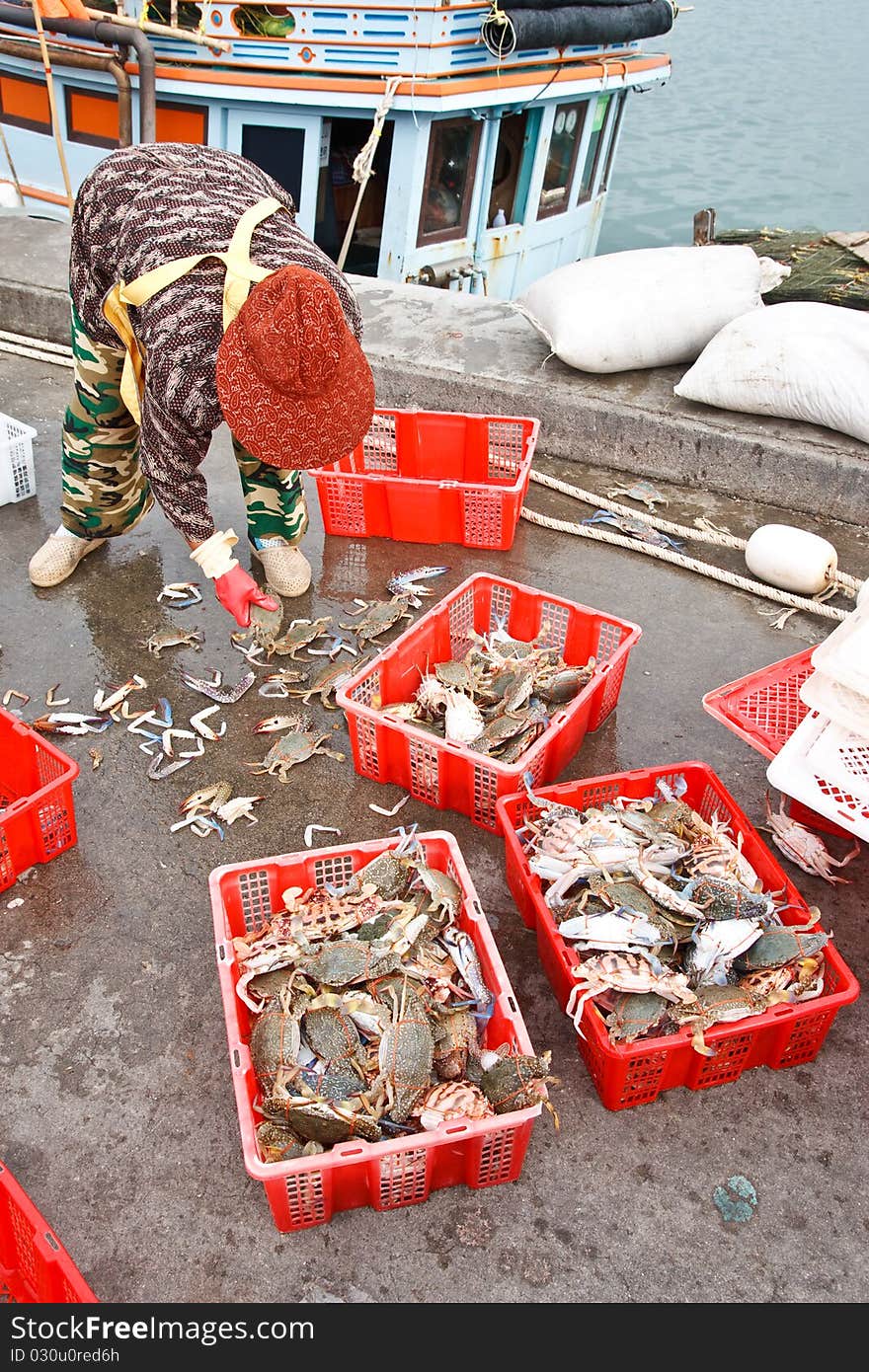 Fresh crabs from fishery boat at port