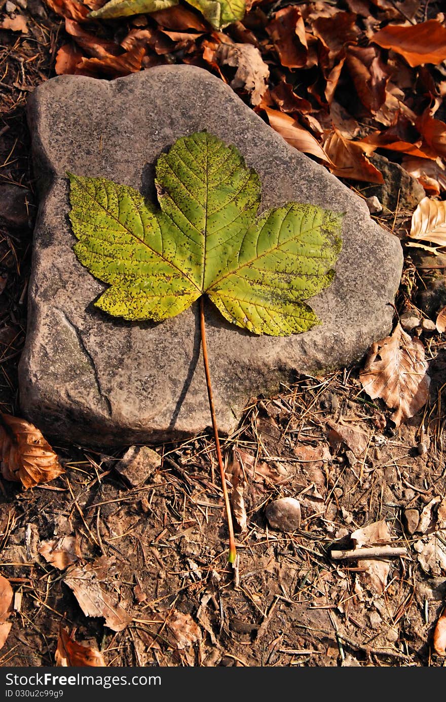 Close up Detail of a Fallen Maple Leaf.