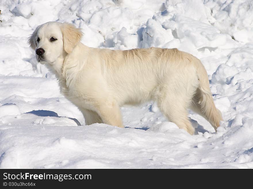 Golden retriever puppy in the snow