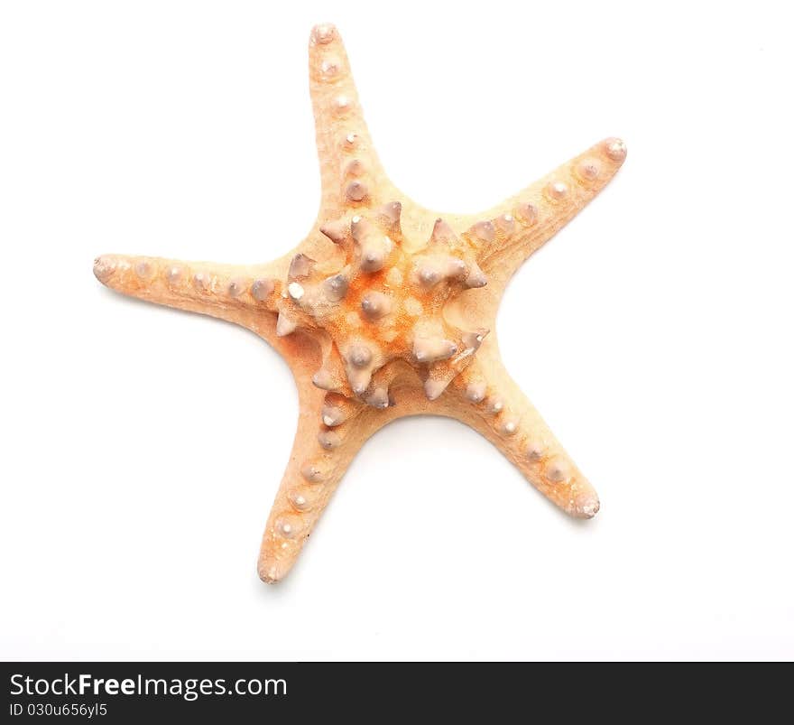 Sea starfish on white background