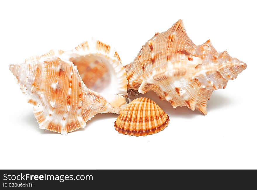 Beautiful seashells on white background. Beautiful seashells on white background