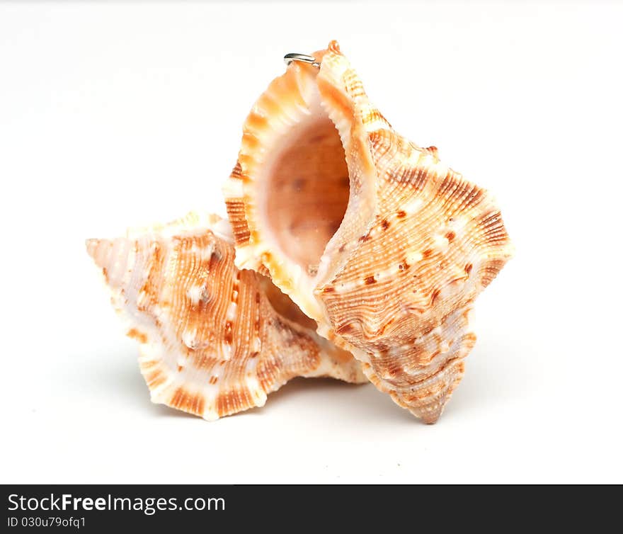 Beautiful seashells on white background. Beautiful seashells on white background